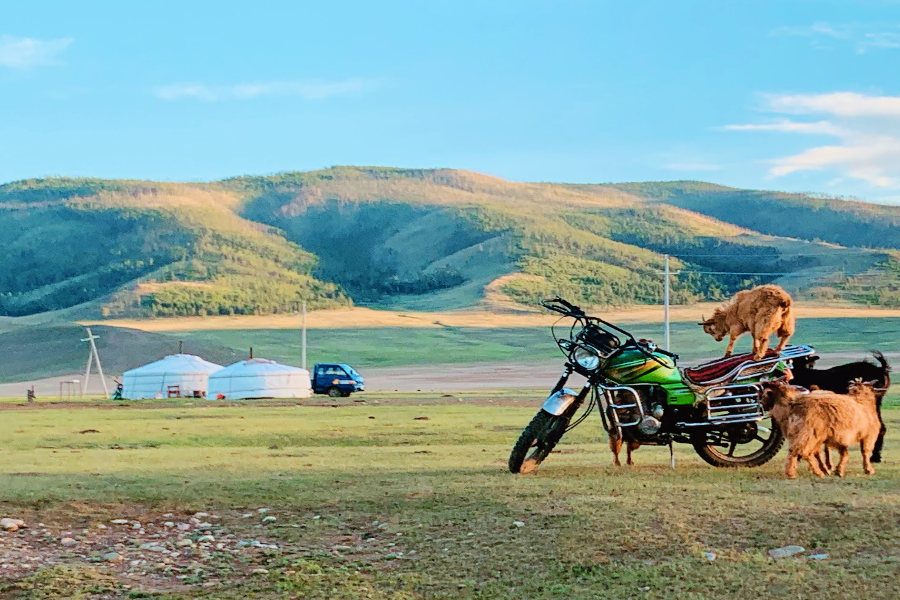 Young goats playing around - ©TTR Mongolia