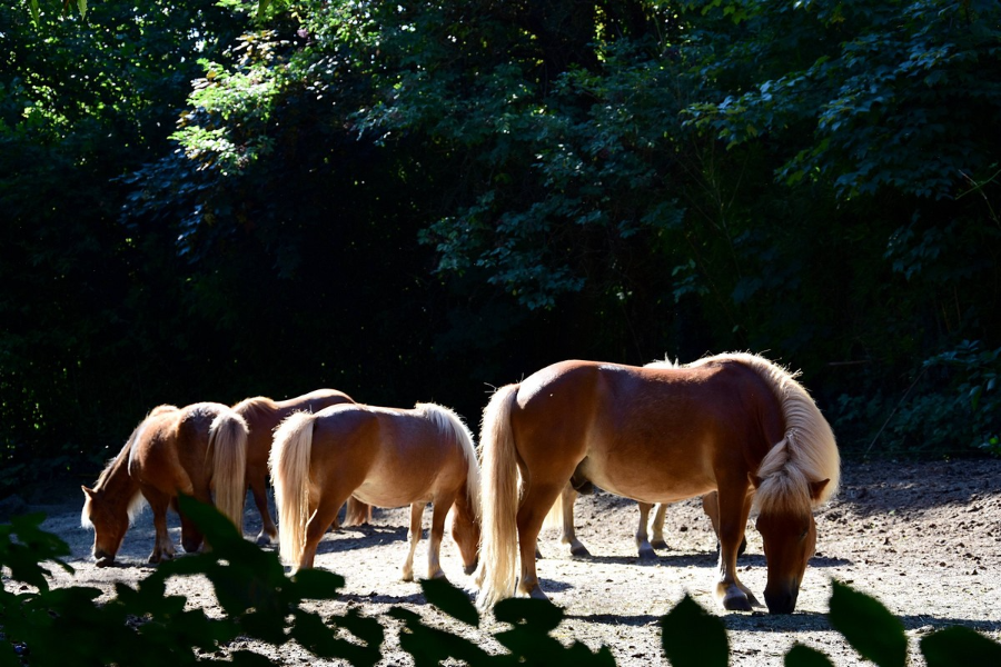 Les poneys du Val d'Emeraude - ©gitealafermeduvaldemeraude