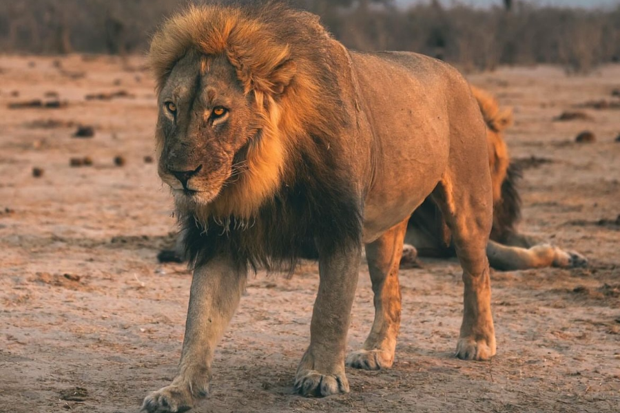 Chobe National Park Botswana - ©Simone Garbuglia