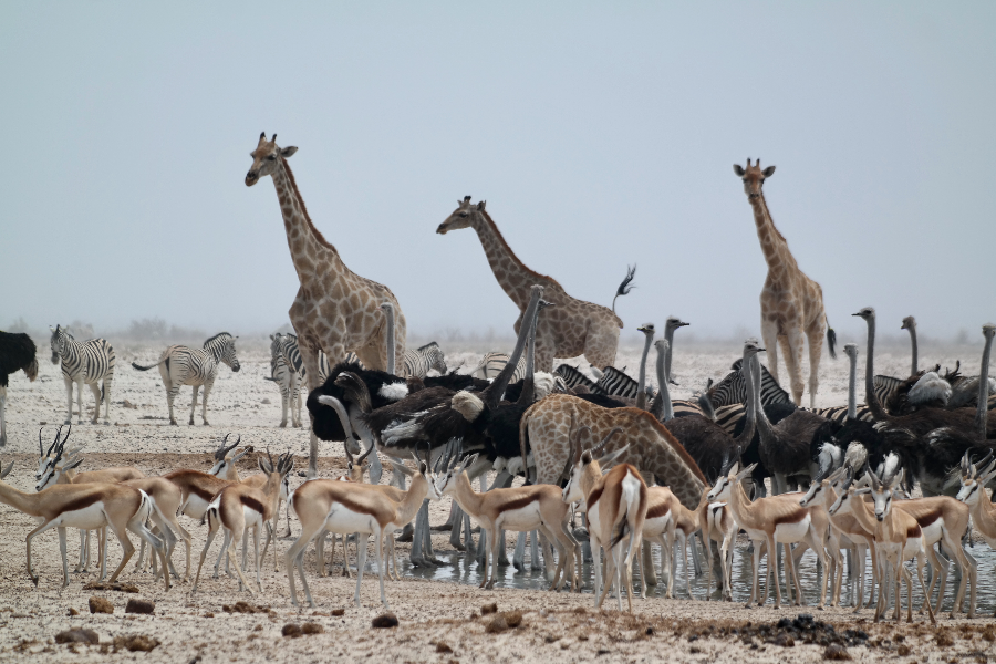 Etosha National Park - ©Simone Tenschert