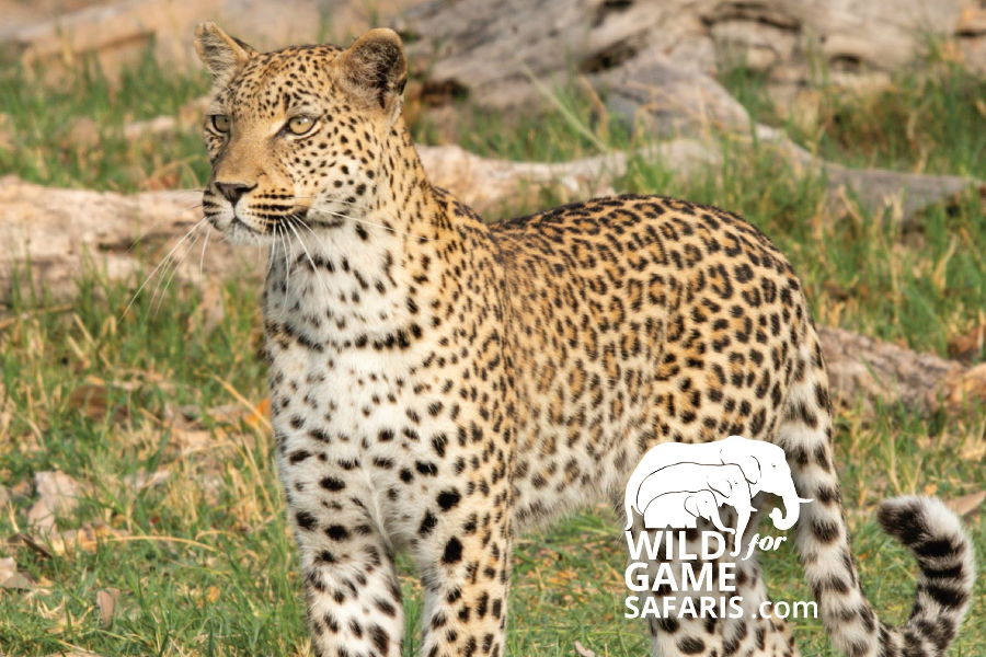 WILD FOR GAME SAFARIS - ©WILD FOR GAME SAFARIS