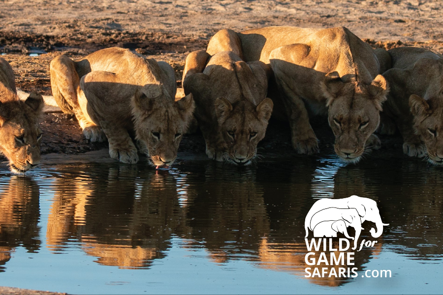 WILD FOR GAME SAFARIS - ©WILD FOR GAME SAFARIS