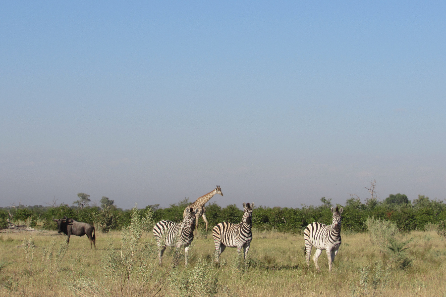 Africa sky hovery Safaris - ©Africa sky hovery Safaris