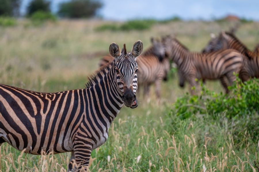 Safaris - ©Explorer Kenya Safaris