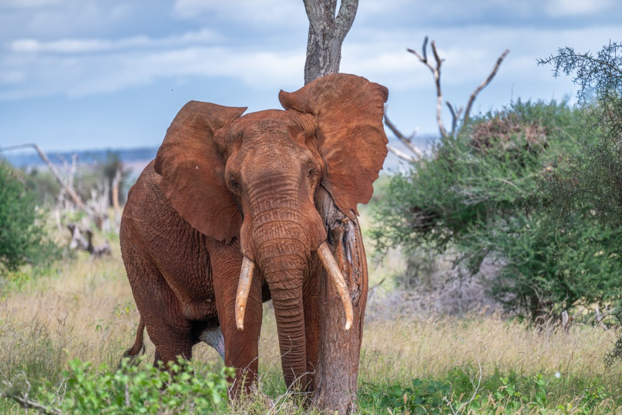 Elephant Tsavo East