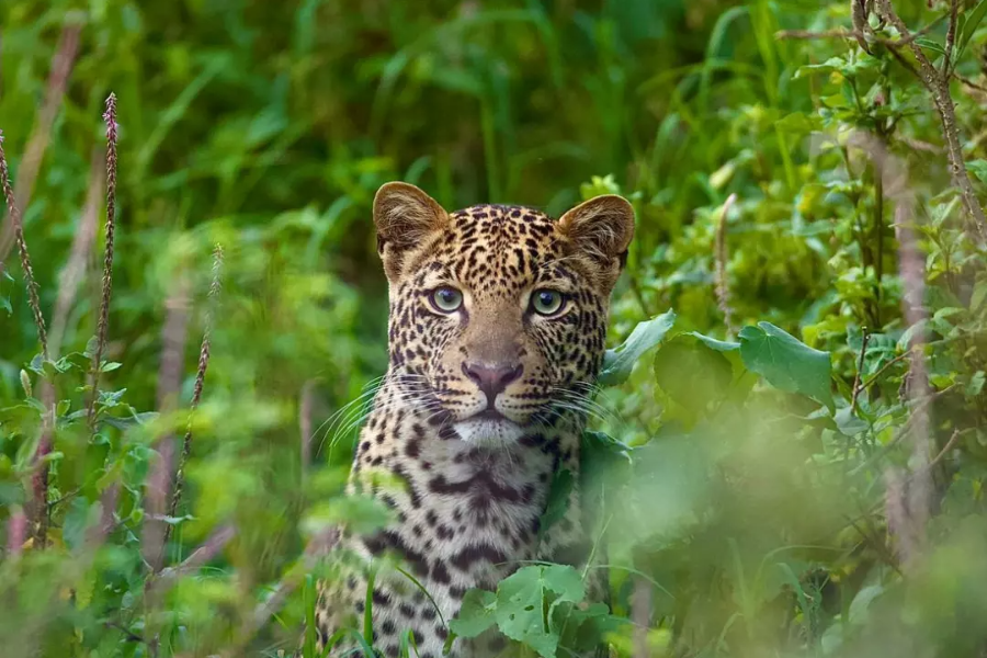 Leopard Nakuru