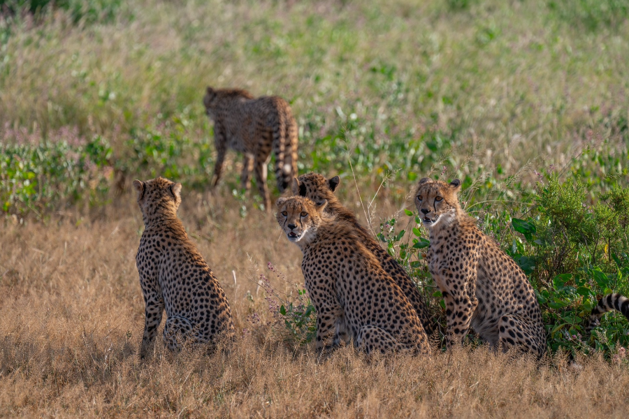 famille guépards - ©Explorer Kenya Safaris