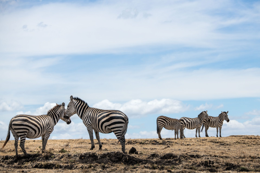 zébre safaris - ©Explorer Kenya Safaris