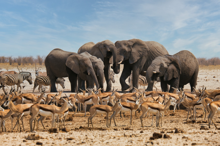 Etosha National Park - ©Bushbundu Car Rental