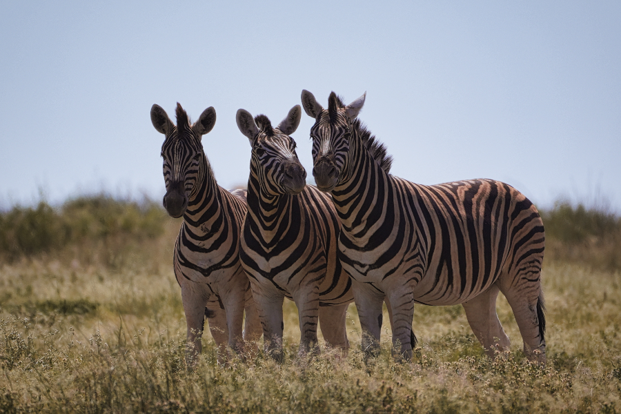 Etosha National Park - Zebra - ©Bushbundu Car Rental