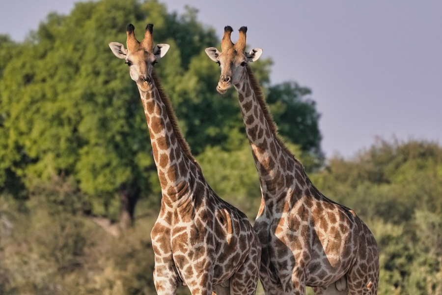 Etosha National Park - Giraffe - ©Bushbundu Car Rental