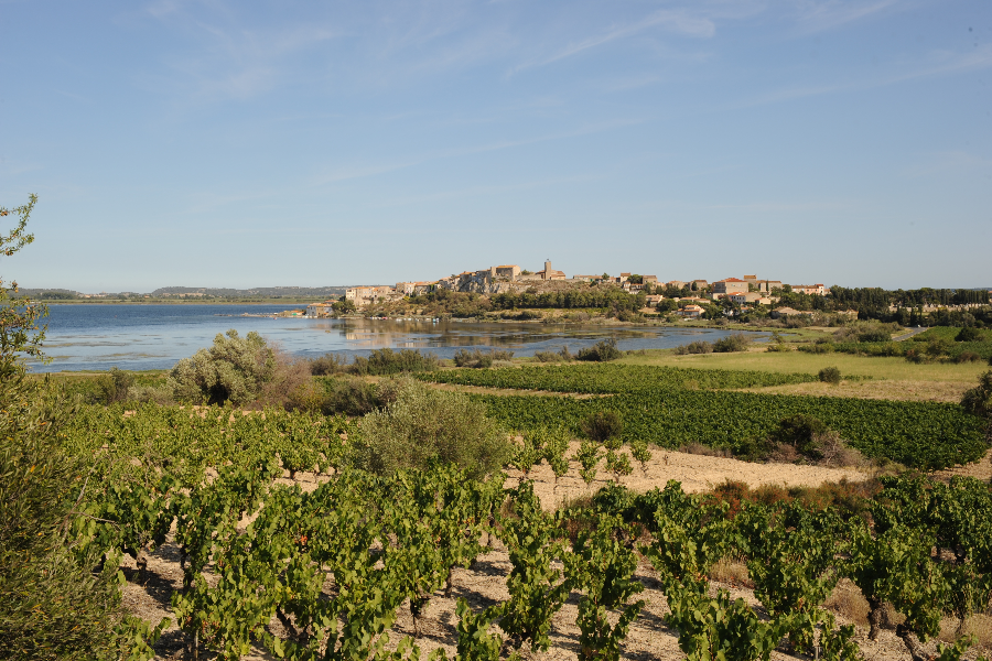 DOMAINE DAUDÉ