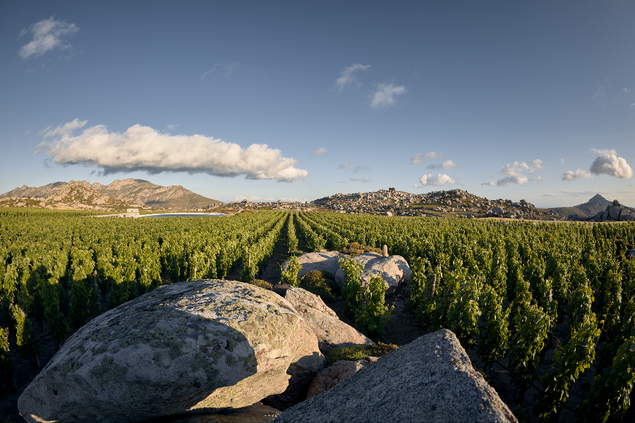 Clos Stegasta Vineyard - ©T-OINOS