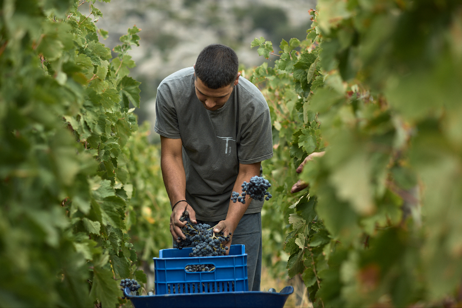 Mavrotragano harvest - ©T-OINOS