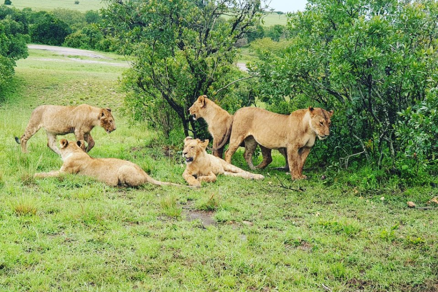  - ©MAGICAL LIONS SAFARIS