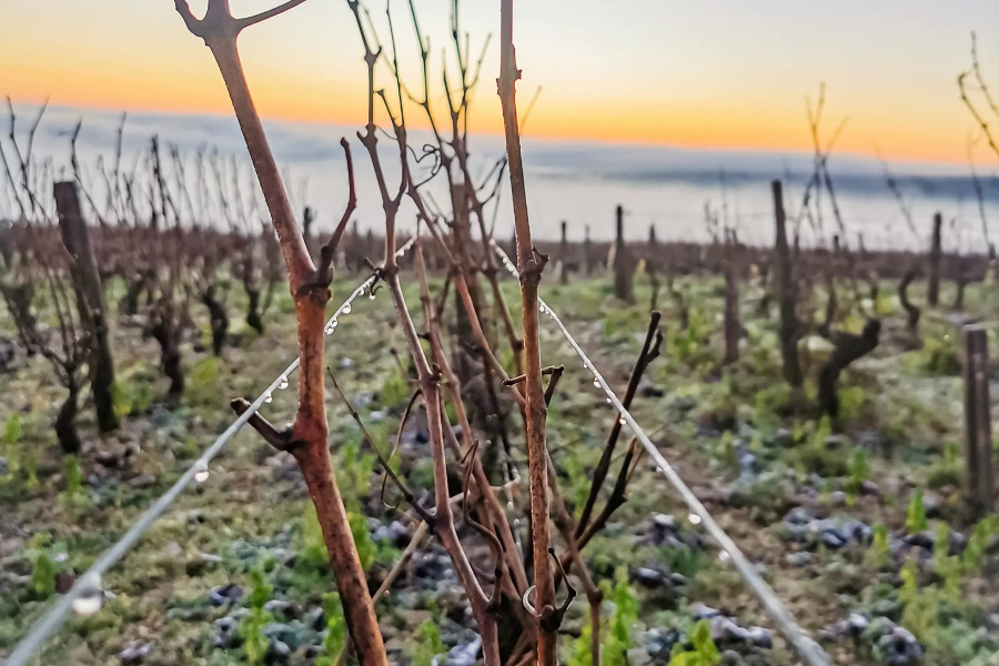  - ©DOMAINE PERRINE ET PHILIPPE RAIMBAULT