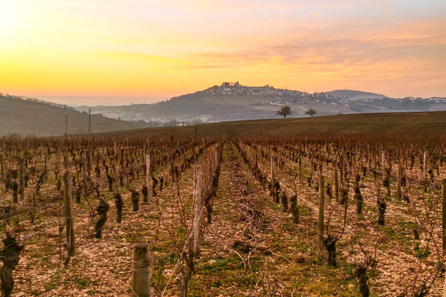  - ©DOMAINE PERRINE ET PHILIPPE RAIMBAULT