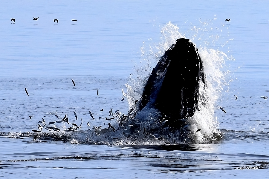 Humpback Whale feeding in Walvis Bay, on a Catamaran Dolphin Cruises tour - ©Catamaran Dolphin Cruises