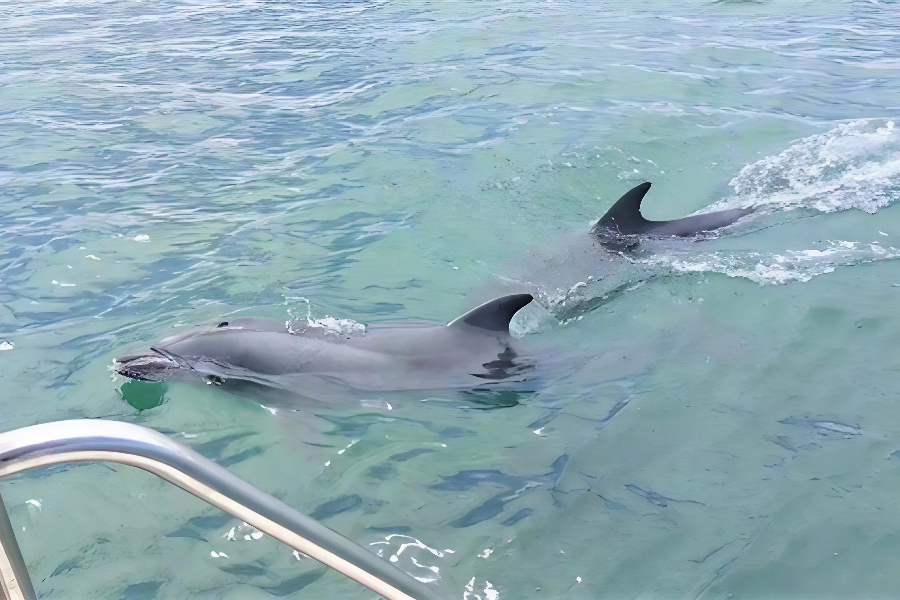 Common Bottlenose Dolphins in Walvis Bay, on a Catamaran Dolphin Cruises tour - ©Catamaran Dolphin Cruises