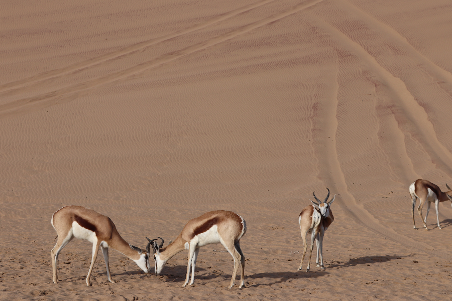 Springbok or Springbuck (Antidorcas marsupialis) on Sandwich Harbour tour South of Walvis Bay, on a Catamaran Dolphin Cruises tour - ©Catamaran Dolphin Cruises