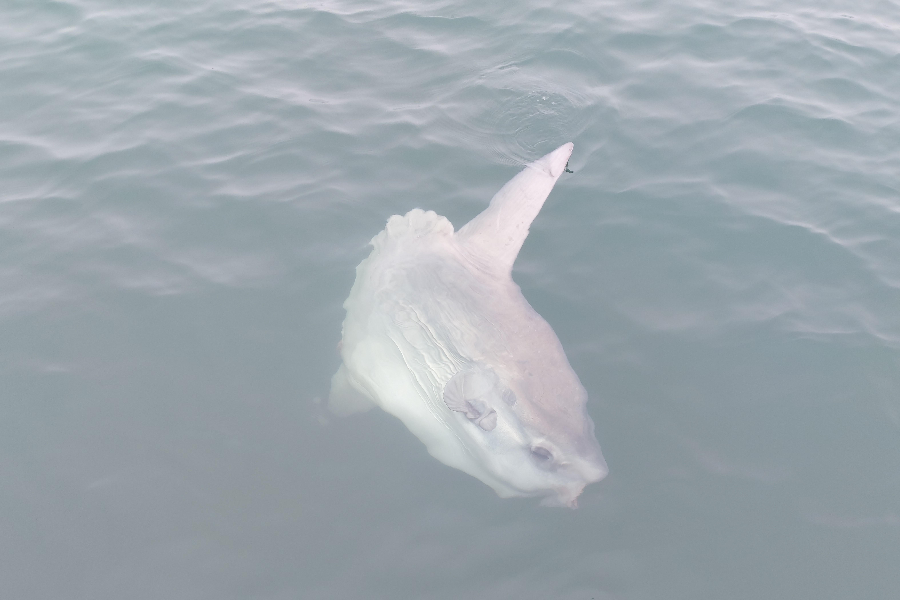 Mola Fish / Sun Fish / Moon Fish in Walvis Bay, on a Catamaran Dolphin Cruises ocean tour - ©Catamaran Dolphin Cruises