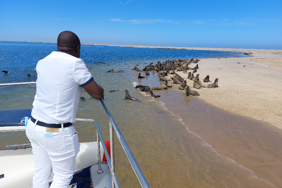 Cape Fur Seal colony visible on the Pelican Point Peninsula of Walvis Bay, on a Catamaran Dolphin Cruises ocean tour - ©Catamaran Dolphin Cruises