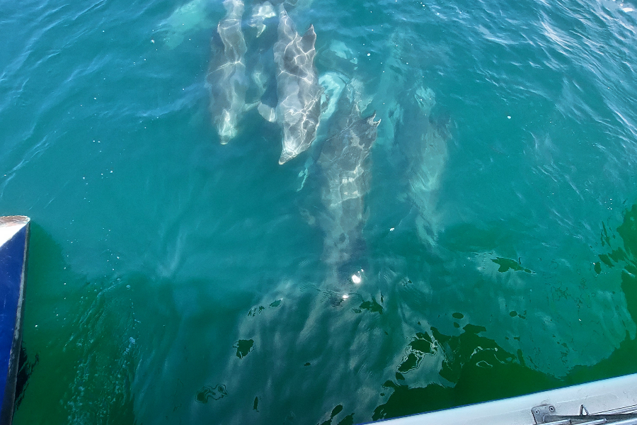 Friendly and curious Common Bottlenose Dolphins following us, on a Catamaran Dolphin Cruises ocean tour - ©Catamaran Dolphin Cruises