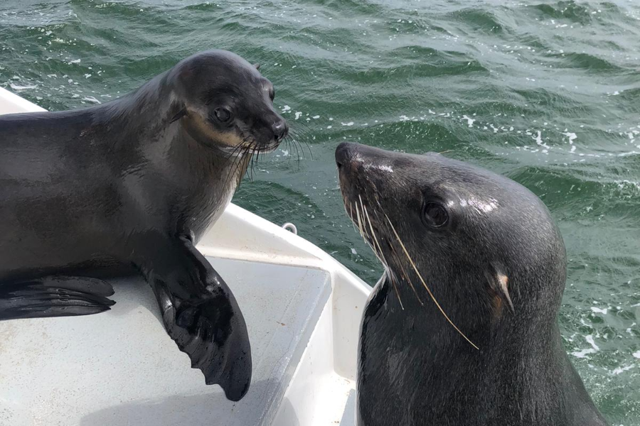 Grateful rescue Cape Fur Seals that climb onto the vessels to greet us, on a Catamaran Dolphin Cruises ocean tour - ©Catamaran Dolphin Cruises