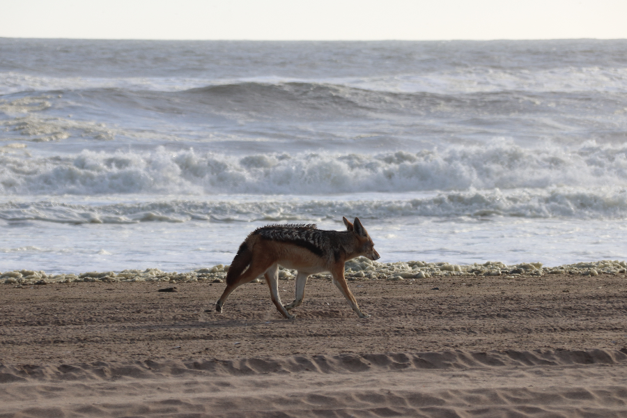 Black Ridge-backed Jackal along the Atlantic coast, South of Walvis Bay towards Sandwich Harbour, on a 4x4 dune safari with Catamaran Dolphin Cruises - ©Catamaran Dolphin Cruises