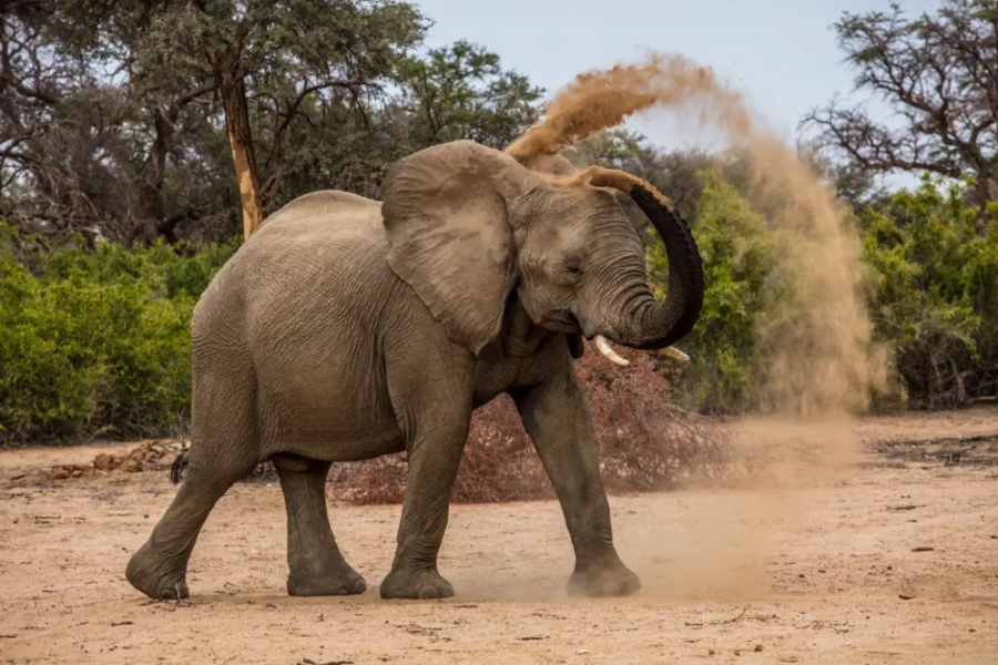  - ©DESERT AFRICA SAFARIS