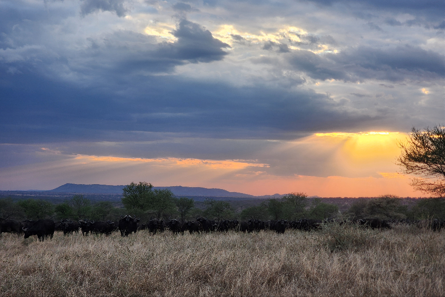 AFRICAN PISTES SAFARI - ©AFRICAN PISTES SAFARI