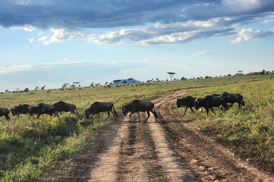 AFRICAN PISTES SAFARI - ©AFRICAN PISTES SAFARI