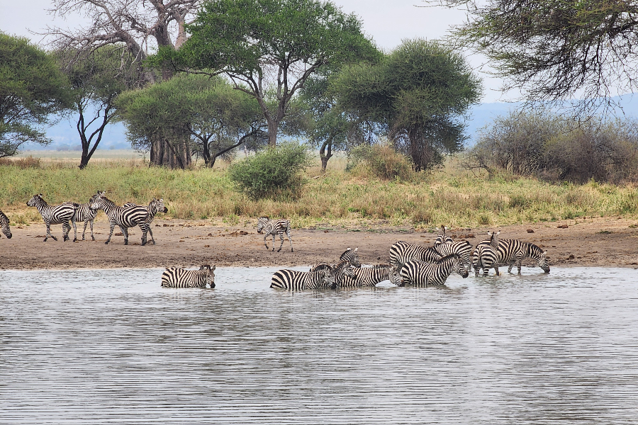 AFRICAN PISTES SAFARI - ©AFRICAN PISTES SAFARI