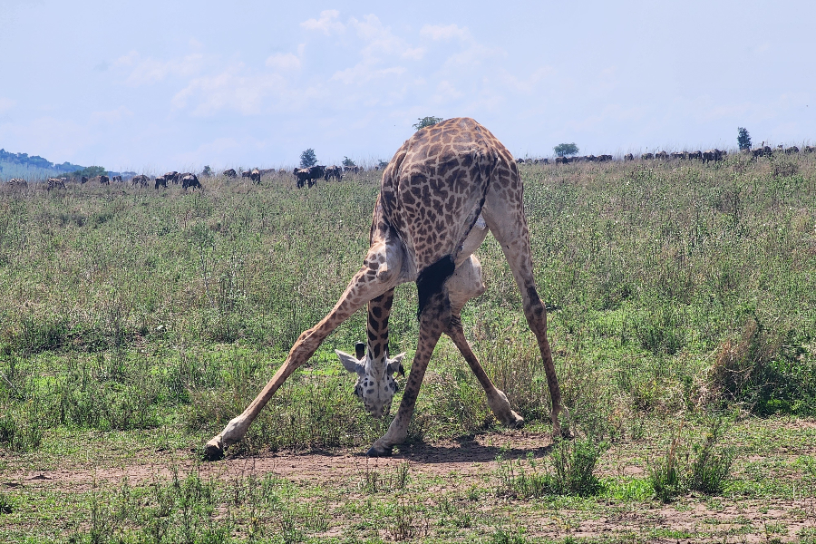 AFRICAN PISTES SAFARI - ©AFRICAN PISTES SAFARI