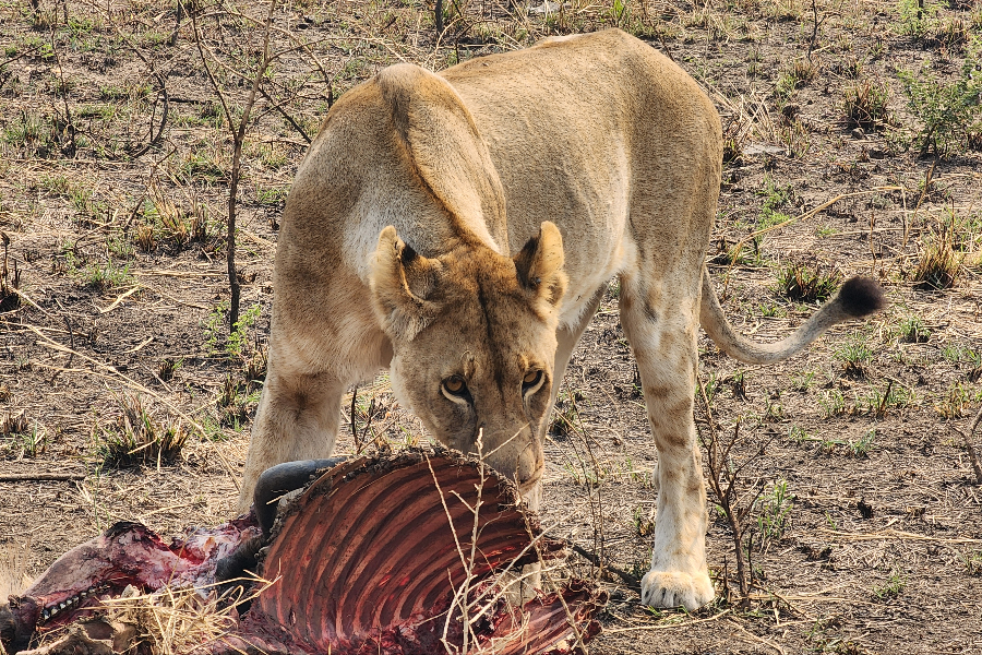 AFRICAN PISTES SAFARI - ©AFRICAN PISTES SAFARI