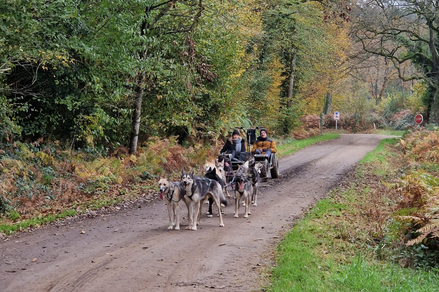  - ©SLED DOG RIDE