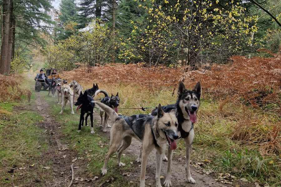  - ©SLED DOG RIDE