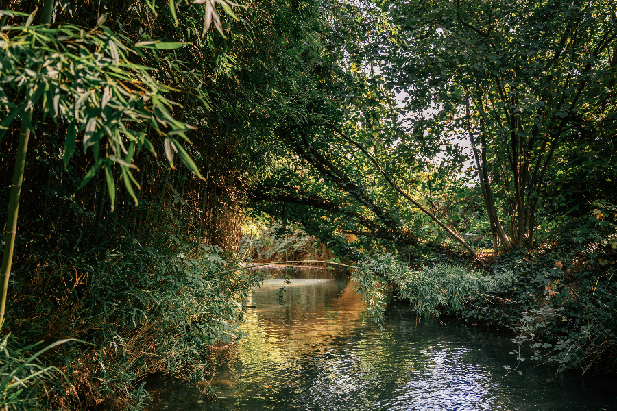 La riviere - ©tête d'ail