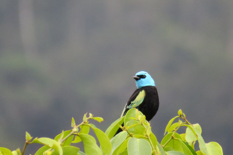 Oiseau faune Amazonie Bolivie Ecoparque la Encantada - ©Amaru FIORILO Mundo Quechua