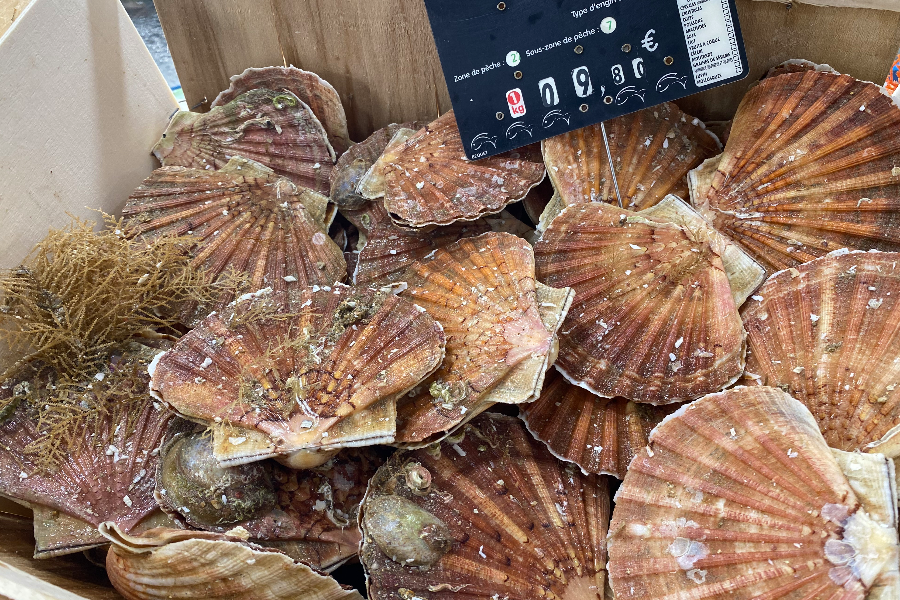 Coquilles Saint-Jacques - ©Poissonnerie du Pyla