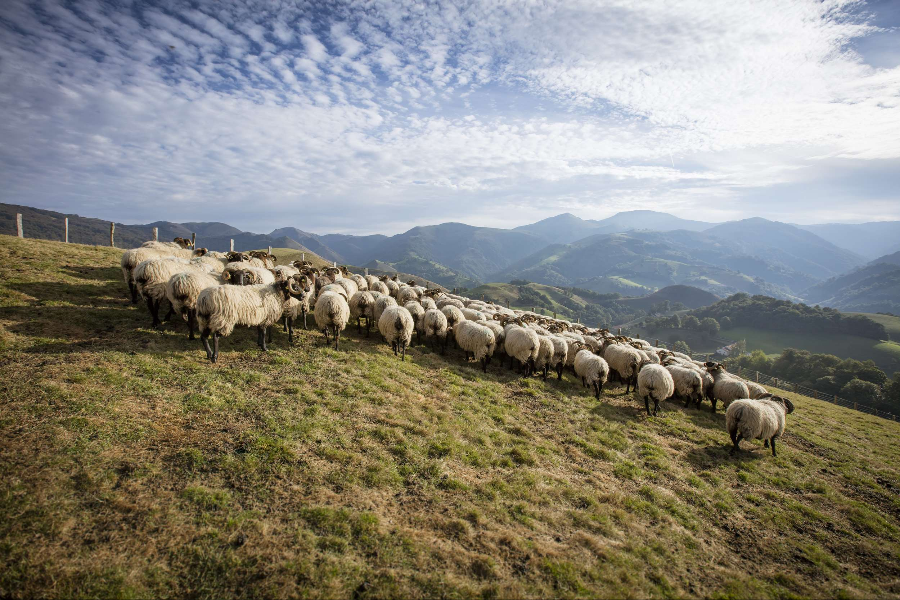 FROMAGERIE ARTISANALE ETXALDIA