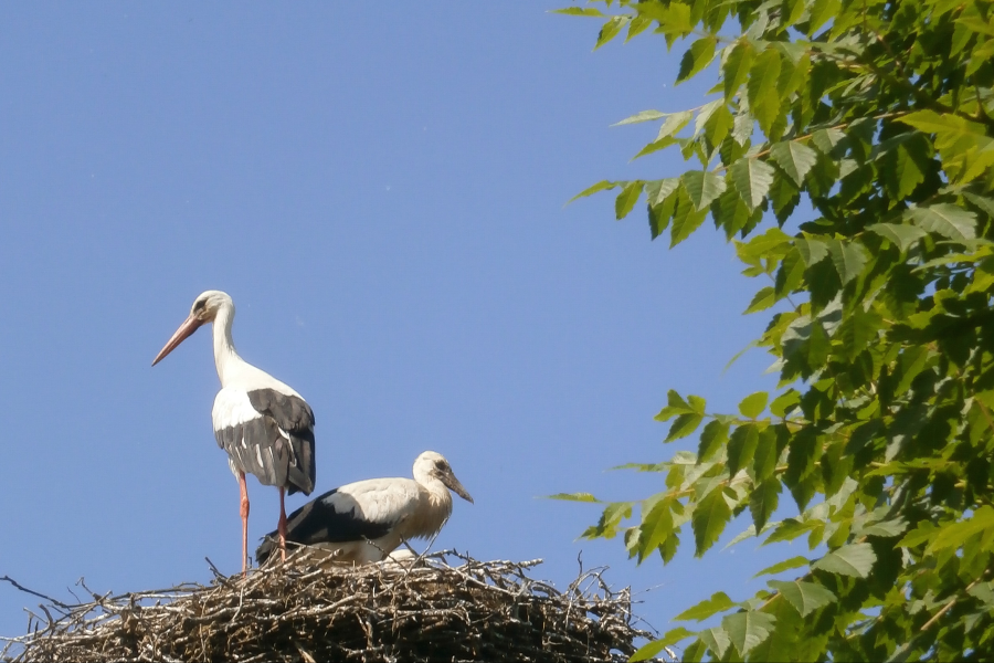 Cigogneaux au parc de l'Eiblen