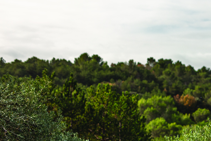 Domaine Paul Mas producteur d'Huiles d'Olive - Oliveraie - Vente d'huile d'Olive - Les Tannes en Occitanie