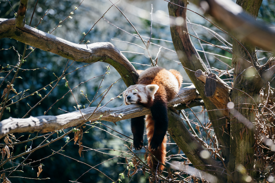 Panda Roux au parc de CLERES