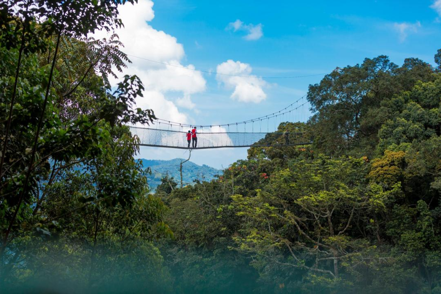 Canopy walkway in Nyungwe NP - ©Shalom Safaris Rwanda