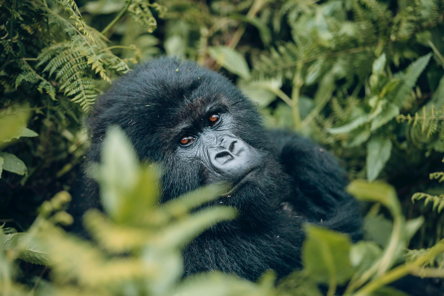 Gorilla Trekking in Volcanoes National park - ©Shalom Safaris Rwanda