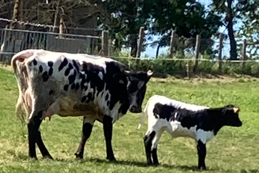 Vache bordelaise et son veau - ©Crédits photo IN tous droits réservés