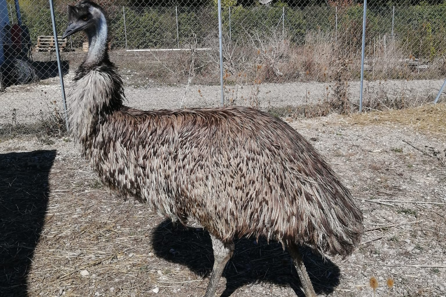 LE VALLON DES KANGOUROUS