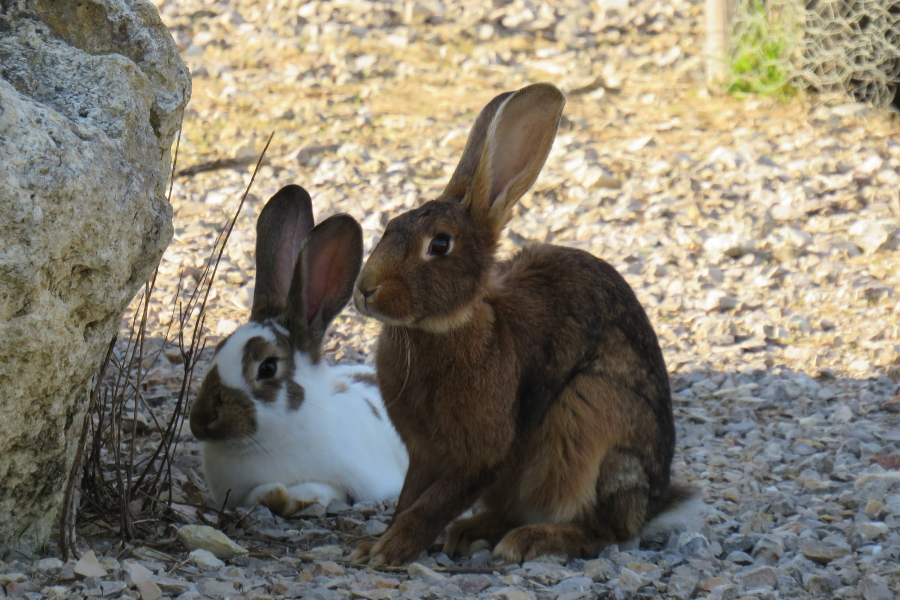LE VALLON DES KANGOUROUS