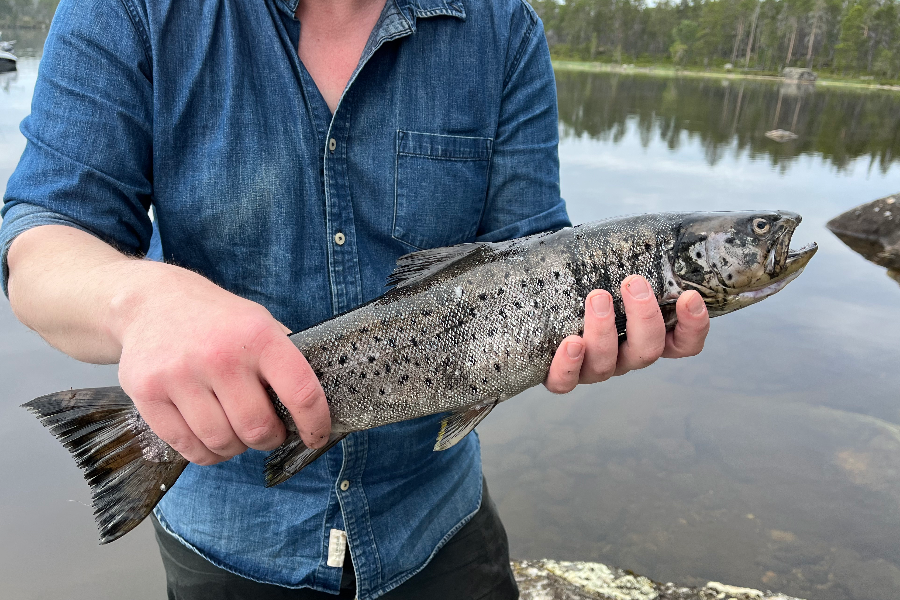 Private fishing tours on Lake Inari - Trout, arctic char, grayling & many more.